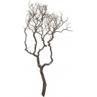 Manzanita, sandgestrahlt, verzweigt, 150-175 cm